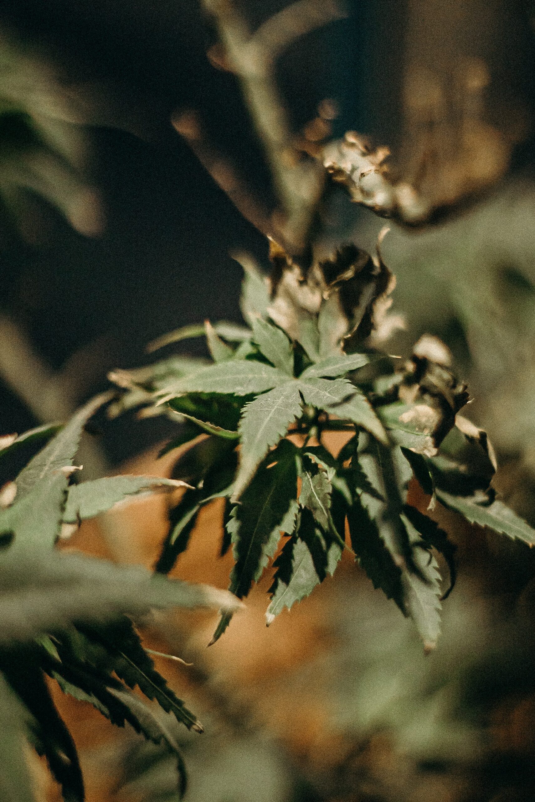 pexels-cottonbro-4543134